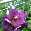 Orchid 1V eCard