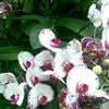 Orchid II eCard
