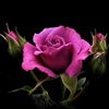 Our love is in bloom like a perfect rose eCard