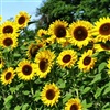 Sunflowers eCard