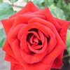 beautiful red rose Just for you