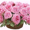 Beautiful Roses for You eCard