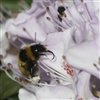 My Honey Bee eCard