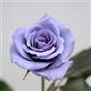 blue rose eCard