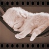 Sleeping kitty eCard
