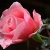 For Beautiful Lady