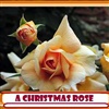 A CHRISTMAS ROSE eCard