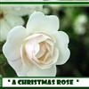 A CHRISTMAS ROSE