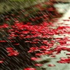 Wonderful rain comming down on red flowers eCard