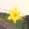 Daffodil eCard