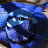 blue bird of happiness