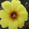 Flower Bee eCard