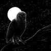 im a night owl eCard