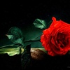 One rose for eCard