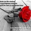 Friendship Rose