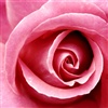 pink leapord beautiful rose says