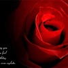love rose eCard
