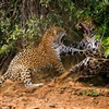 fighting Jaguars