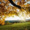 Maple Leaves In Autumn eCard