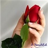 A Beautiful Rose eCard