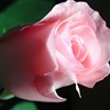 beautiful pink rose eCard