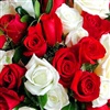 Christmas Roses For You