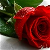 My love and this rose share eCard