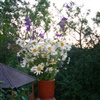 lovely daisy were last summer in France eCard