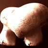 The Love Mushroom eCard