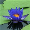 Blue Lotus eCard
