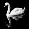 Swan Song eCard