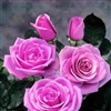 Beautiful Roses eCard