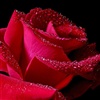 A beautiful rose for a beautiful person eCard