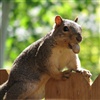 Nutty Squirrel eCard