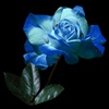 Blue Rose eCard