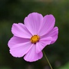 A simple sweet flower for U eCard