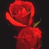 two roses eCard