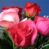 Rosese for U Beautiful eCard