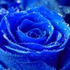 blue rose eCard