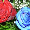Red and Blue Rose eCard