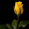 a yellow rose of friendship eCard