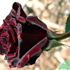 Black Baccara Rose eCard