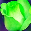 Green Rose eCard