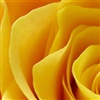 Yellow Rose eCard