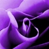 purple rose eCard