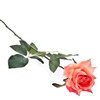the rose speaks of love