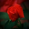 the rose speaks of love eCard
