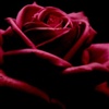 A rose is a symbol of my love for you