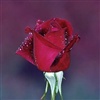 11 roses eCard